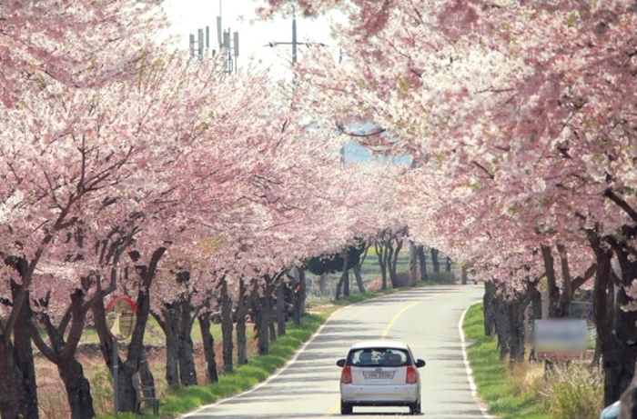 자란마루길 벚꽃도로.[사진=국토부 제공]