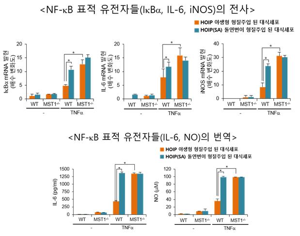 MST1가 NF-κB 신호 전달 경로에 미치는 영향