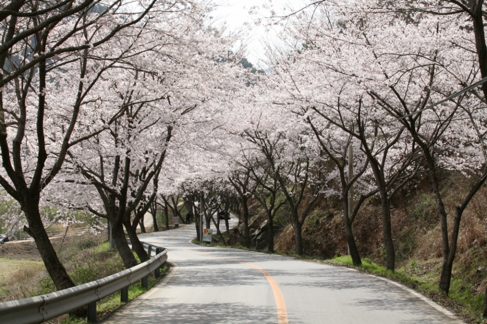 4월이면 대원사 진입로를 따라 벚꽃이 터널을 이룬다