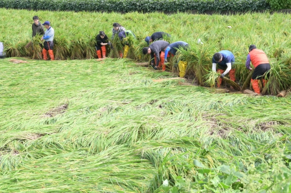 김정섭 공주시장이 직원들과 함께 태풍 '링링'으로 피해를 입은 농가들을 찾아 복구에 여념이 없다.