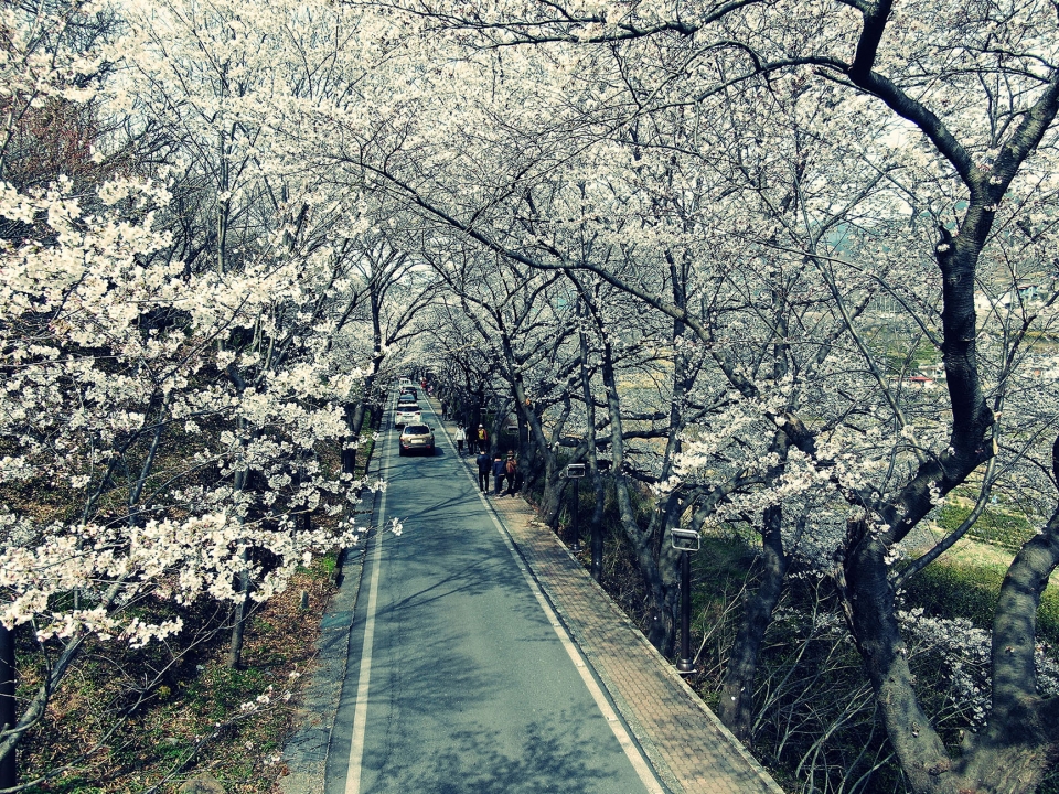 ▲하동 화개 벚꽃길