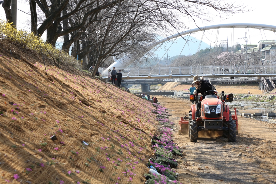 26일 사회단체가 참여한 금산천 꽃단지 조성 모습