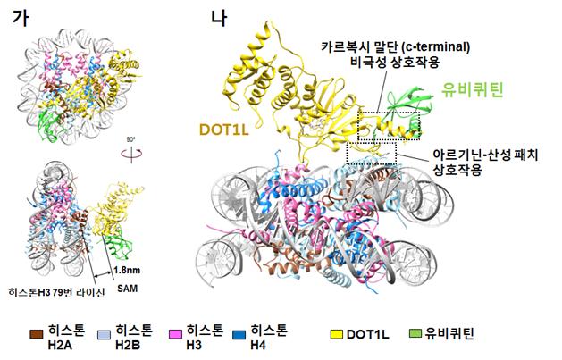 초저온 전자 현미경으로 규명한 DOT1L–유비퀴틴 뉴클레오좀 복합체 구조