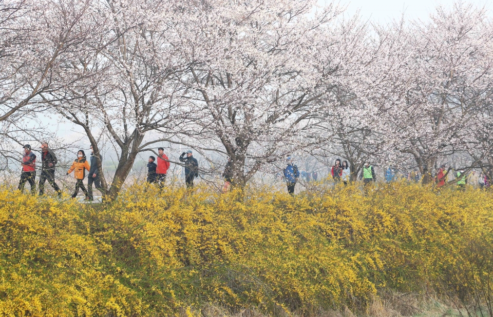 당진천 벚꽃길 걷기행사