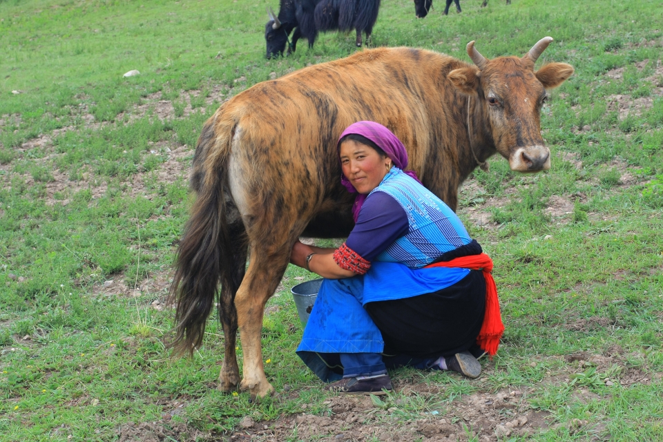 (c)2014 주창민 All rights reserved 암도티벳초원에서 야크우유를 짜는 티벳여인