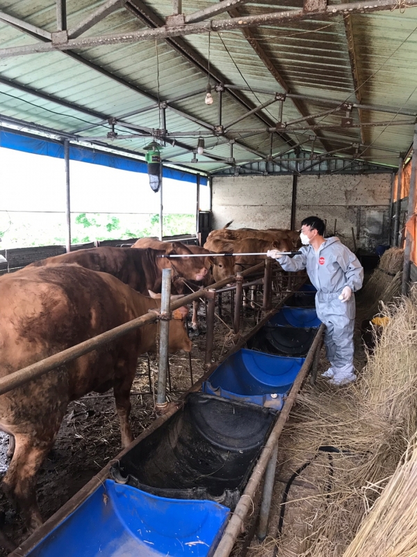 농업기술센터 축산과가 지역 소.돼지.염소 등을 대상해 가축예방에 접종하는 모습.