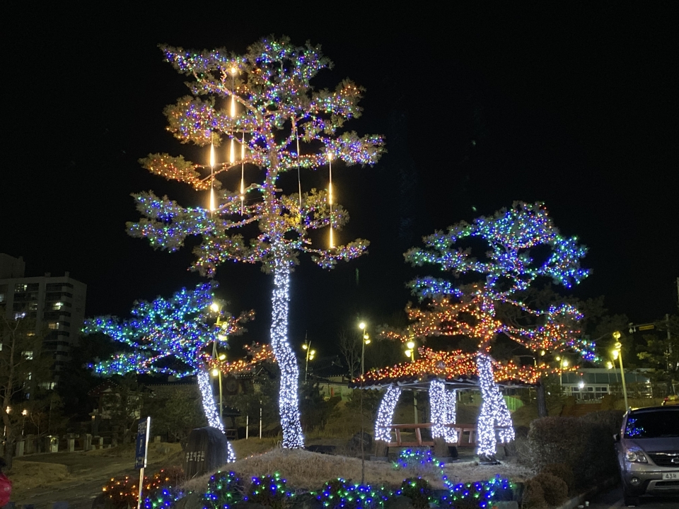 충효예공원 광장 소나무 트리