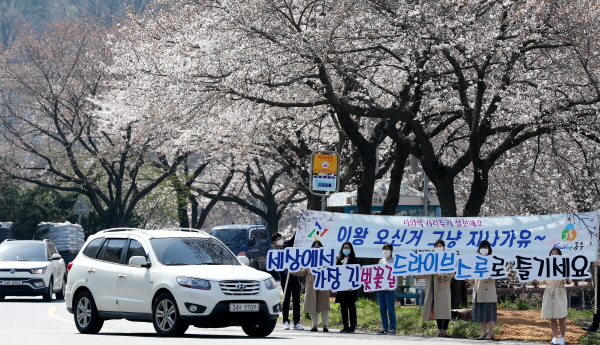 대전동구 오동선 벚꽃길(사진= 대전동구 제공)